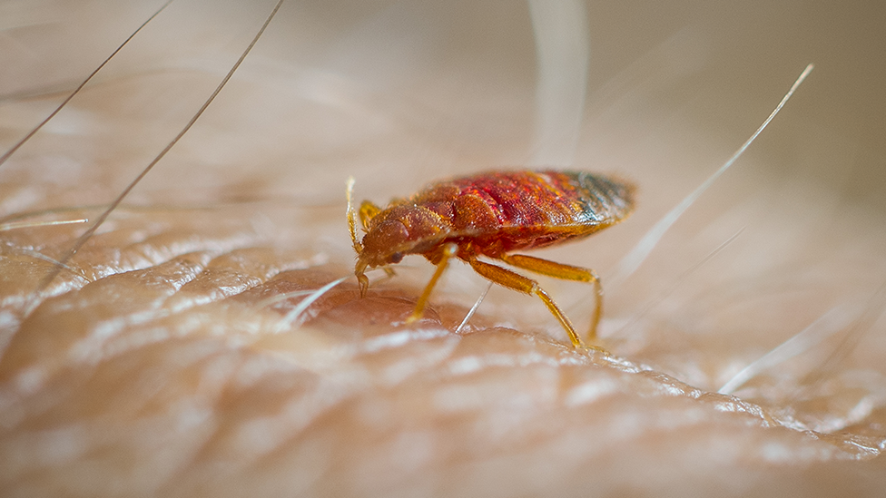 A close-up photo shows a red and brown bed bug on skin, surrounded by fine hairs. You can see the insect's flat, segmented body, legs and antennae in detail.