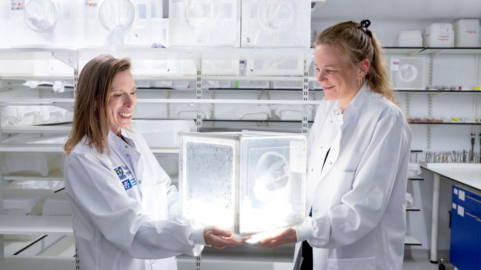 Two women wearing white lab coats, standing in a medical lab or facility. They are holding a large white box or container, lit up and with mosquitoes or midges in it.