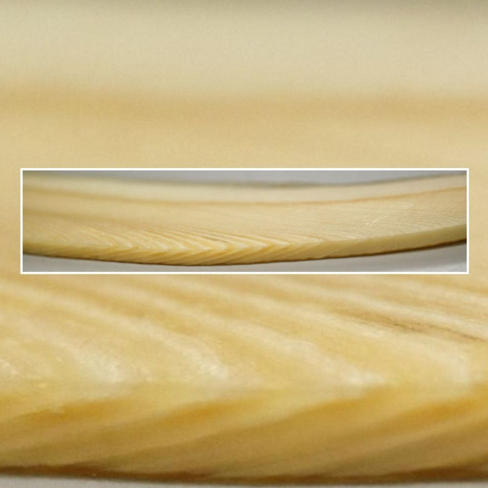 A close up of the ivory coloured tooth showing banded layers.