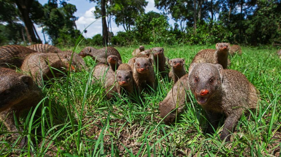 A group of mongooses making their way through a grassy field. They have red noses and brown fur. 