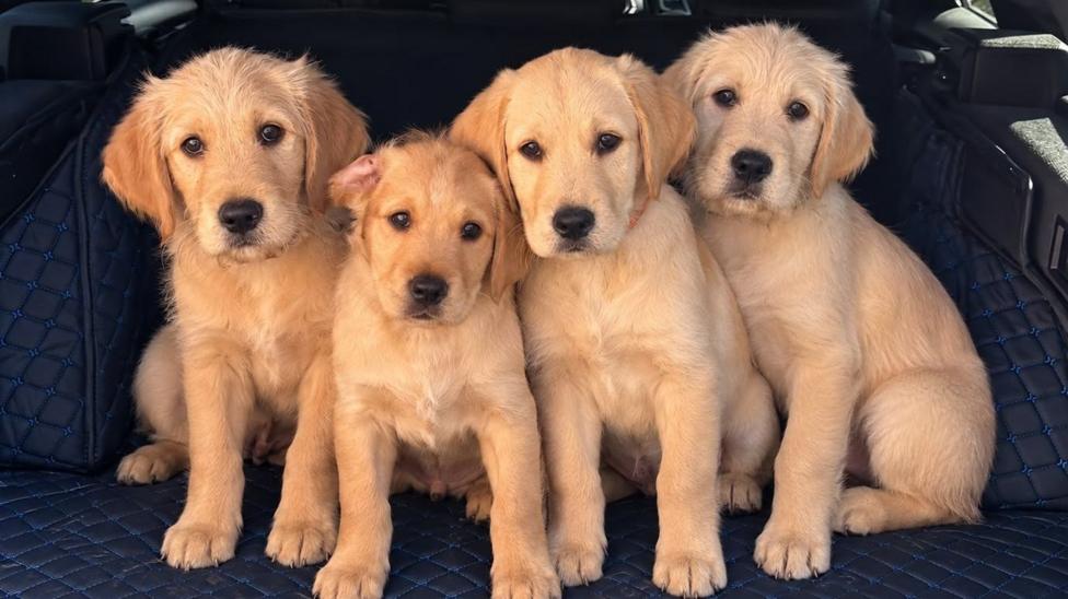 Four golden retriever puppies sitting beside each other in the boot of a car. They are small and fluffy with dark eyes and black noses.