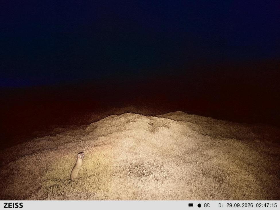 A stoat on a hillside captured at night