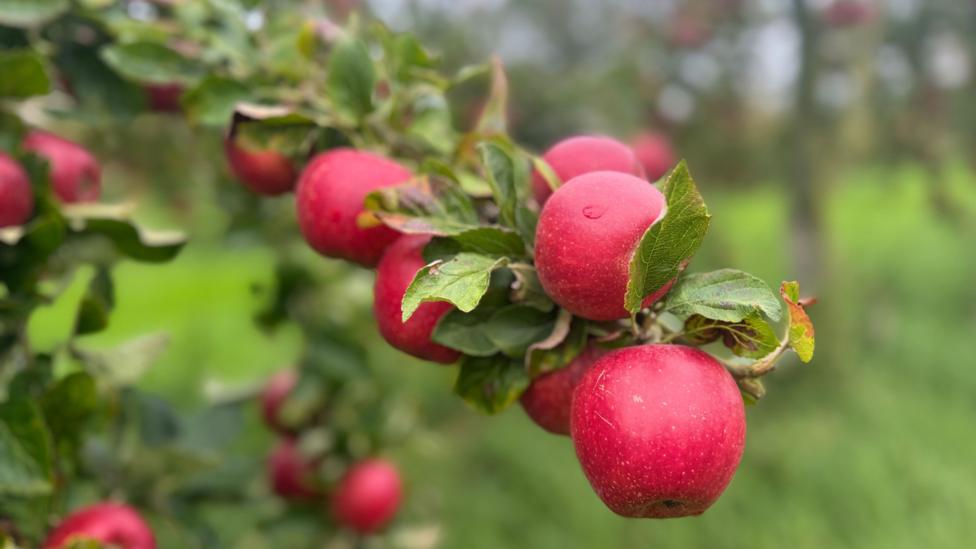 A close up of red apples on a tree branch.
