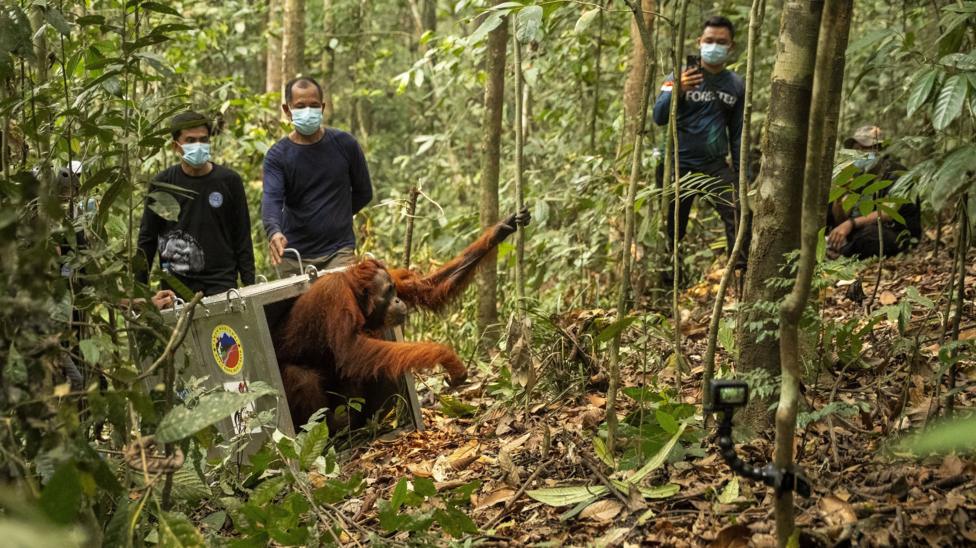 An older orangutan holds onto a tree as it climbs out of its transportation cage, as masked rescuers look on from a safe distance.
