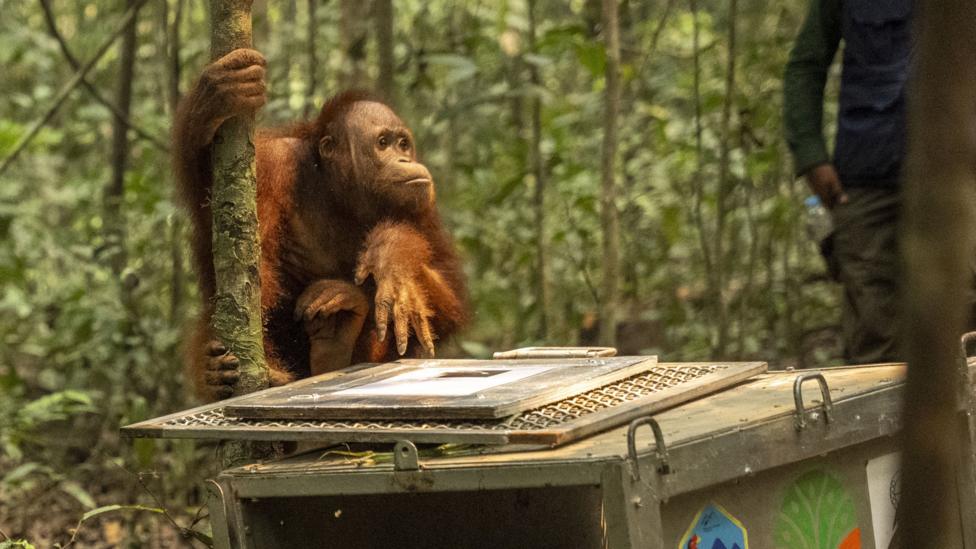 A young orangutan climbs on a tree trunk near the cage he was released from in the Borneo forest.