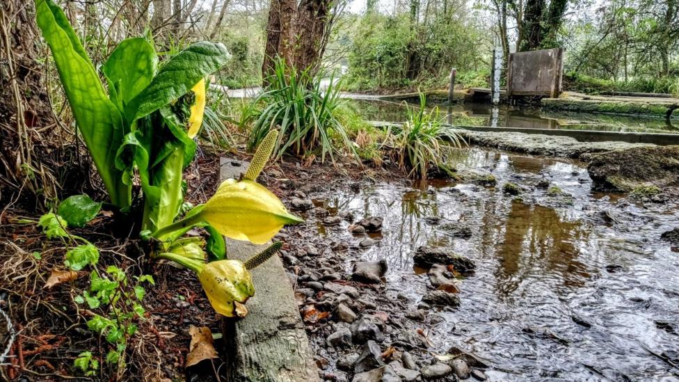 Large green American skunk cabbage plants with yellow flowers grow on the muddy bank of a shallow woodland river.