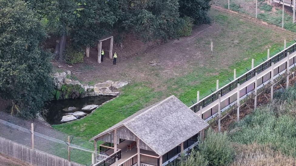 A tiger enclosure at Yorkshire Wildlife Park. There is a pond with grass around it and a hut which is at the end of a raised walkway. Two police officers stand guard in the enclosure.