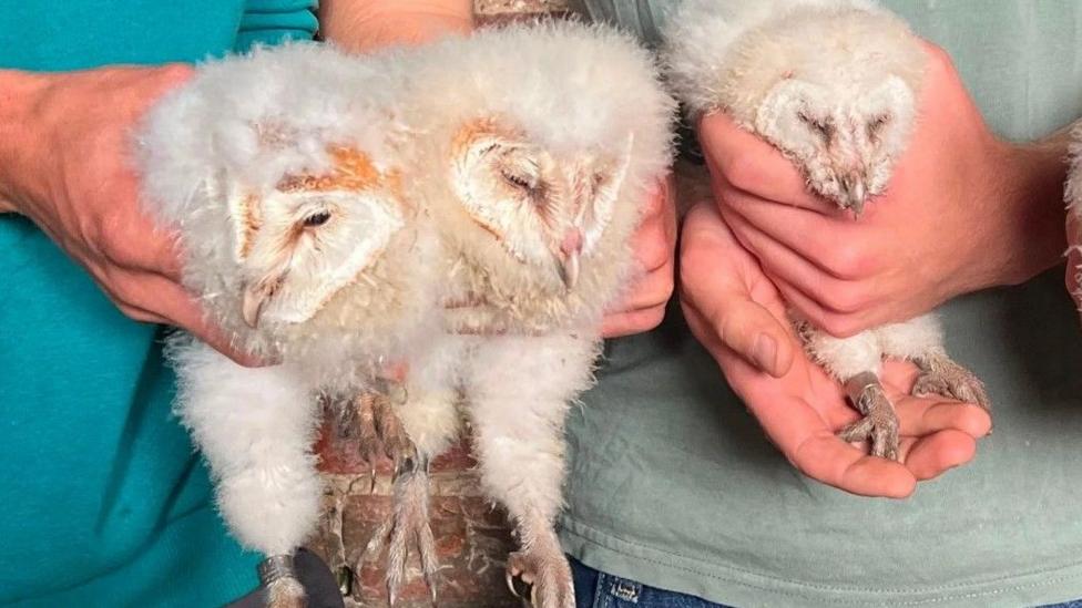 Three fluffy barn owl chicks being held in people's hands with rings on their legs as they are set to be tracked.