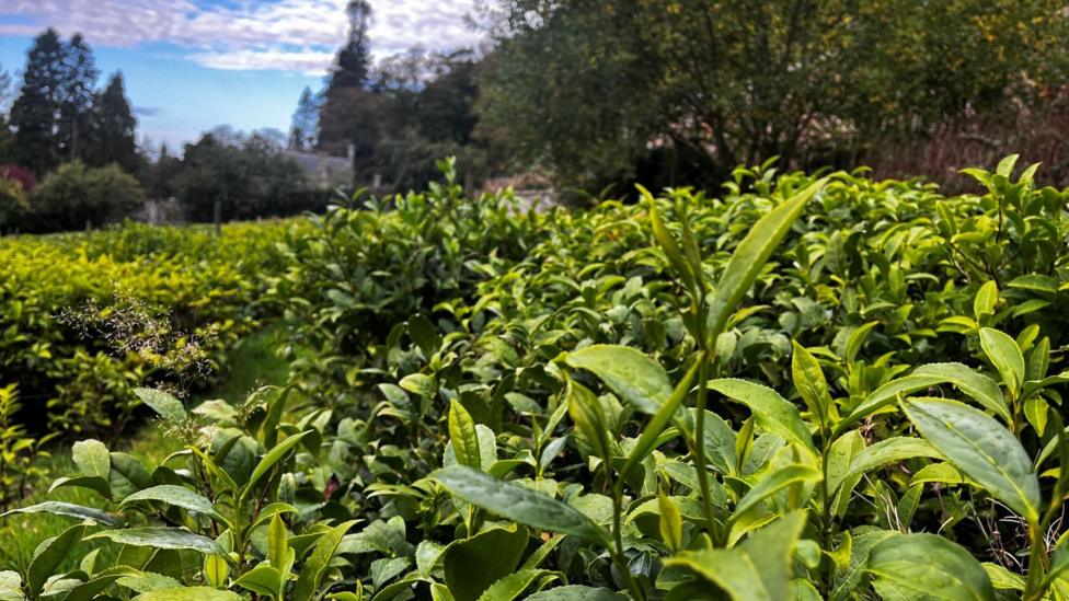 Tea bushes stretch into the distance against a blue sky.