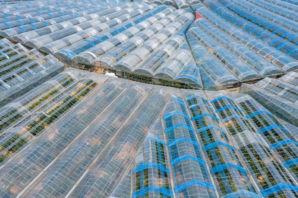An aerial image showing a large number of glass houses with plants growing inside.