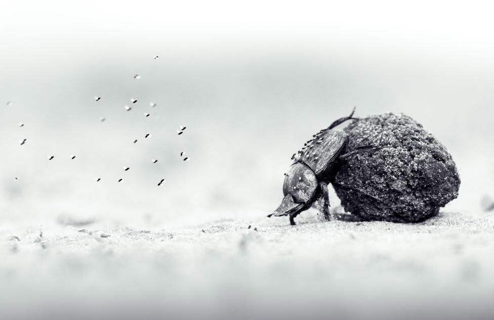 A dung beetle pushes a ball of dung over twice its size along a dusty surface. Tiny flies cover its back and hover behind it, in this high-contrast, monochrome image.