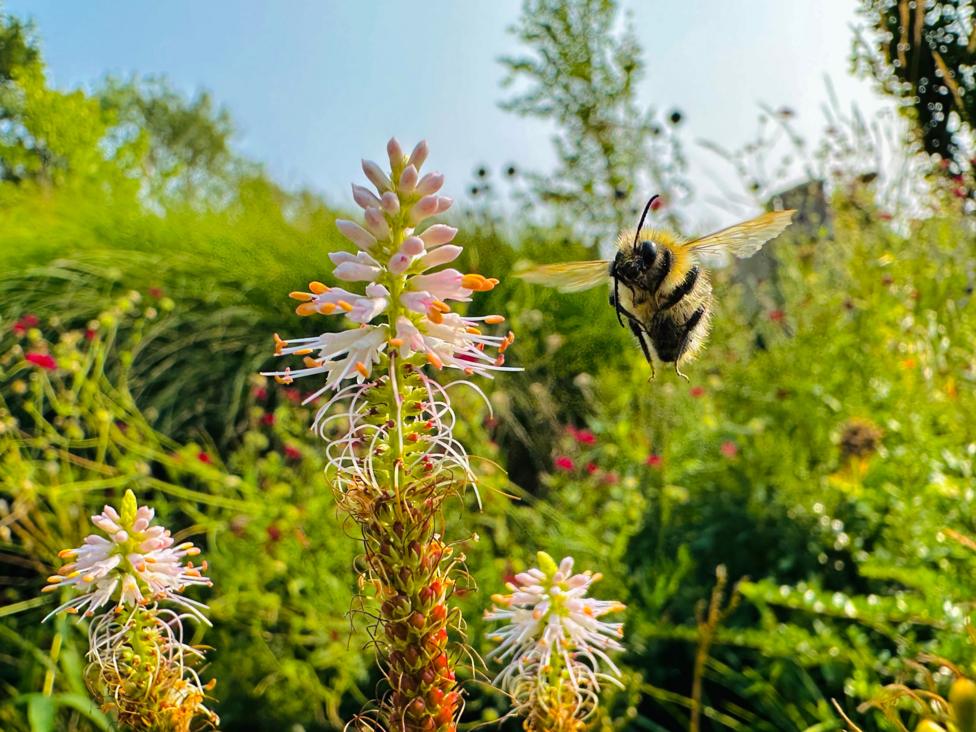 A large bumblebee spreads its wings beside three flowers. The plants have thick, green stems, with red buds lower down and thin, white flowers protruding from all angles at the top. Dense green foliage fills the background.
