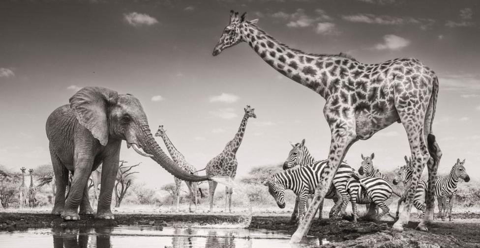 An elephant sprays water from a shallow waterhole at a group of zebras. The black-and-white image also features several giraffes, with one standing in front of the zebras to the right of the elephant.