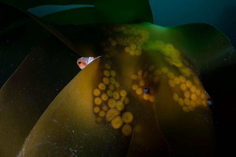 One eye of an octopus and a patch of its cracked, red skin are visible from behind a large flap of kelp. Imprints from the animal’s suckers cover the yellow-green seaweed.