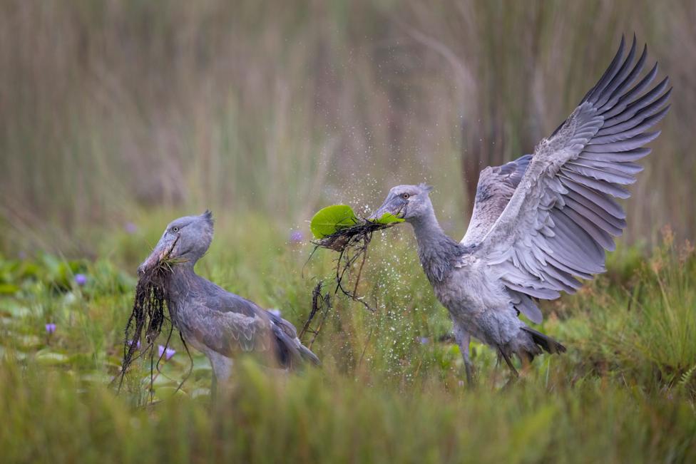 Two shoebill storks – large birds with light-grey feathers and long, ducklike beaks – carry leaves and grass in their mouths as they cross a swamp full of different grasses and small, purple flowers. One has its wings outstretched.