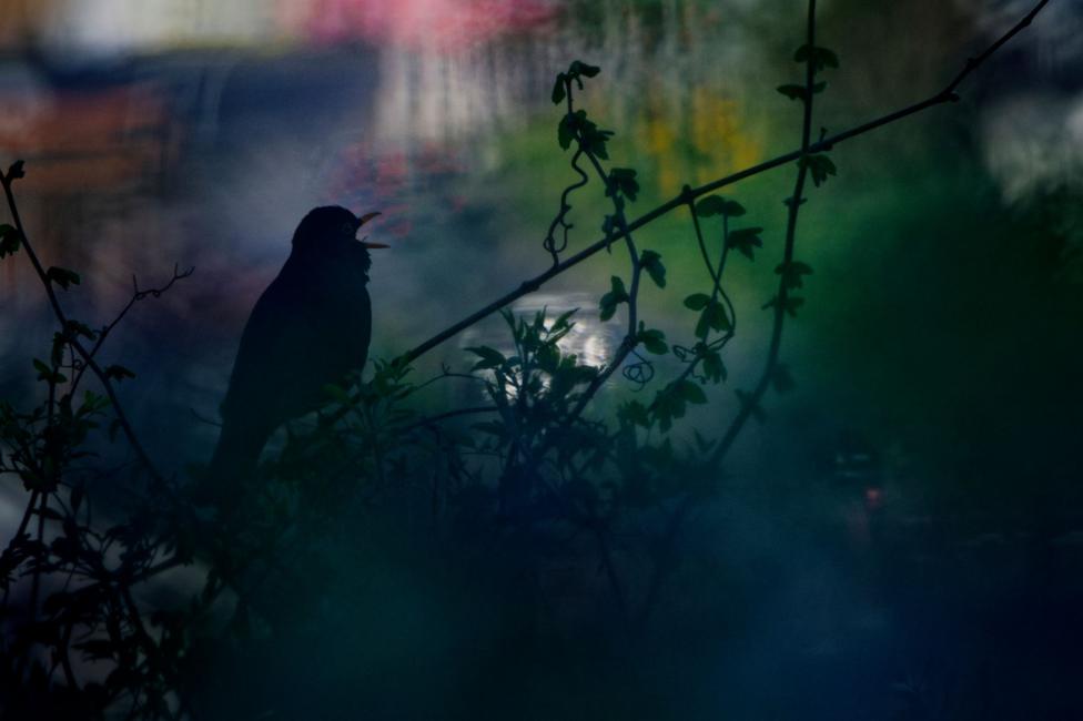 A blackbird opens its beak while perched on a long, thin branch that divides the frame diagonally. Other branches with small, green leaves point upwards, surrounded by a blurred mixture of greens and blues, with touches of white, pink, and yellow.