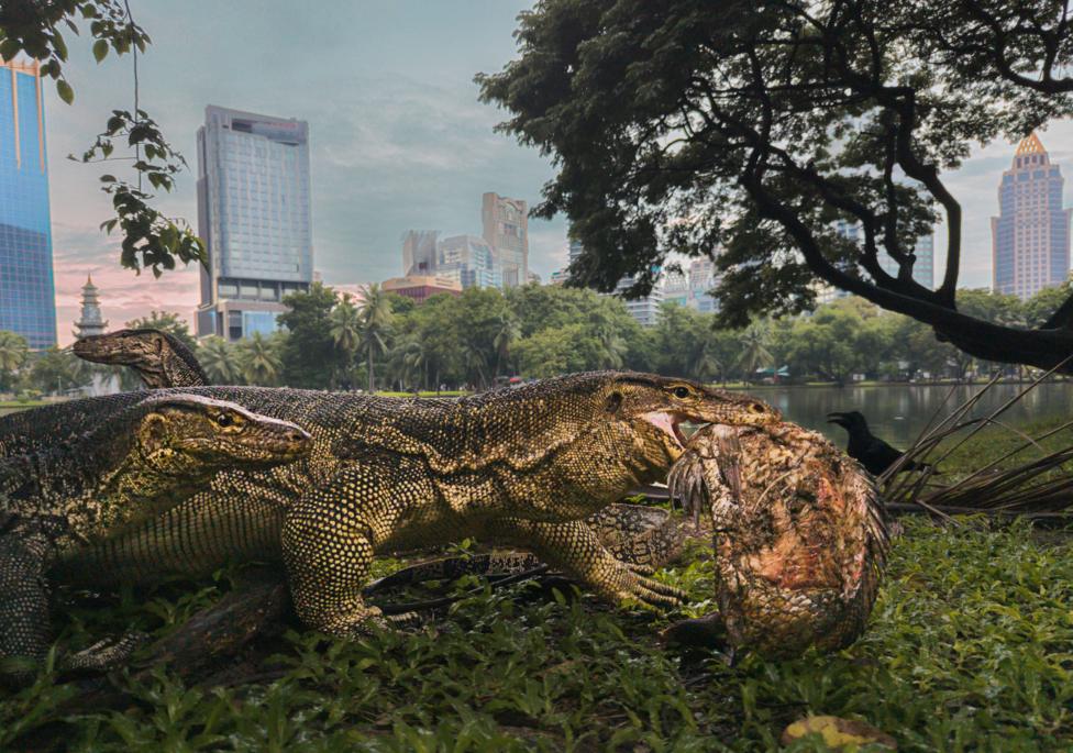 A large common water monitor lizard lies on the ground beside a lake, gripping a large fish in its mouth. Trees, water and tall city buildings are visible in the background.