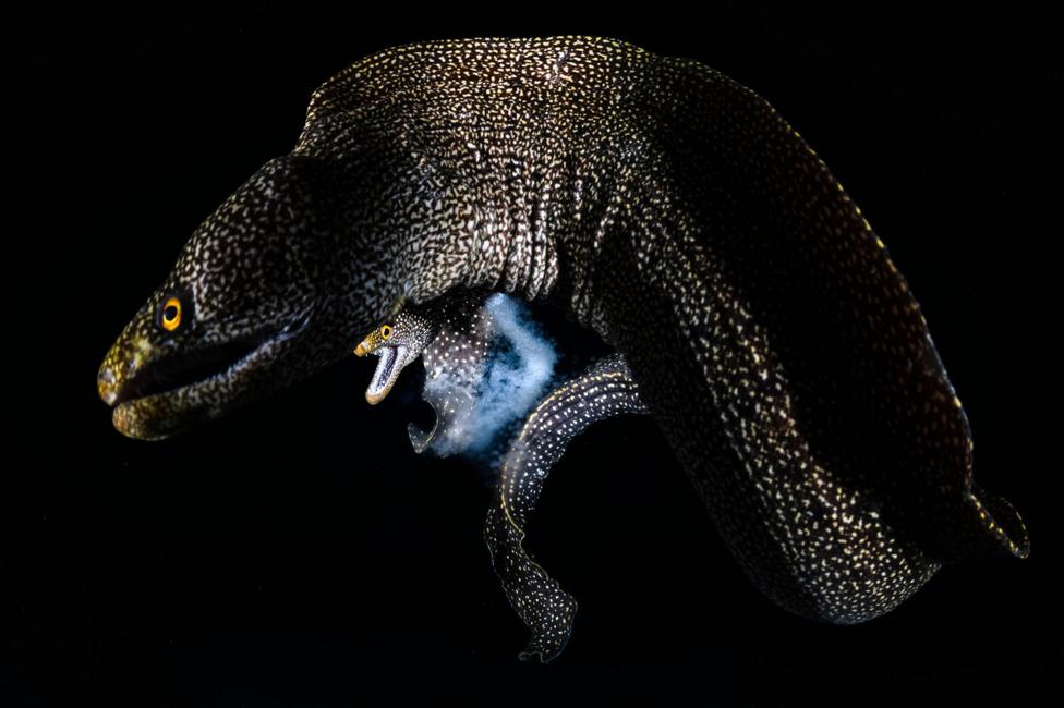 A dark Abbott's moray eel is photographed against a black background, with its long curved body and spotted skin clearly visible. Its mouth is slightly open and its body is positioned as if swimming through the water.
