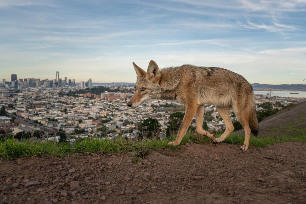 A coyote walks along a narrow dirt trail through grass and low vegetation in Bernal Heights Park, with San Francisco and the bay visible in the background. The animal is shown in profile, moving across the landscape, with the distant urban skyline contrasting with its wild surroundings.