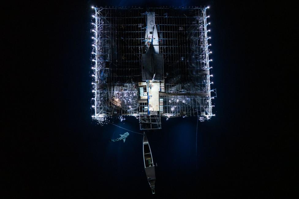 A whale shark swims beneath a brightly illuminated rectangular fishing platform in almost completely dark water. The platform is surrounded by bright lights, creating a strong contrast with the dark sea around it.