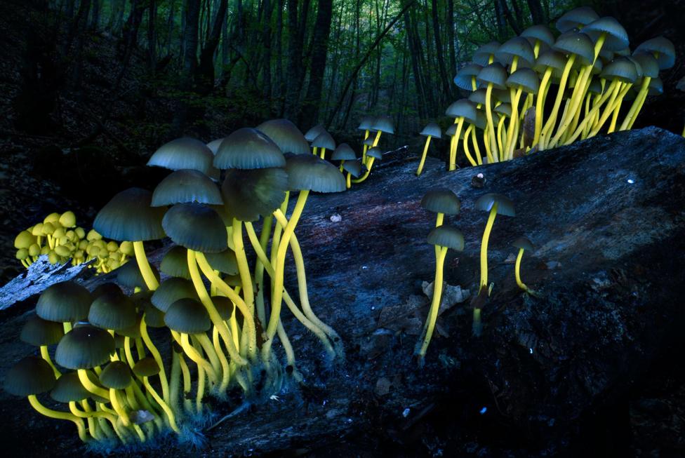 A group of mushrooms grows from a dark, decaying log in a forest. Under ultraviolet light, their long stems glow bright yellow while their rounded caps appear blue-grey and stand out against the dark woodland background.