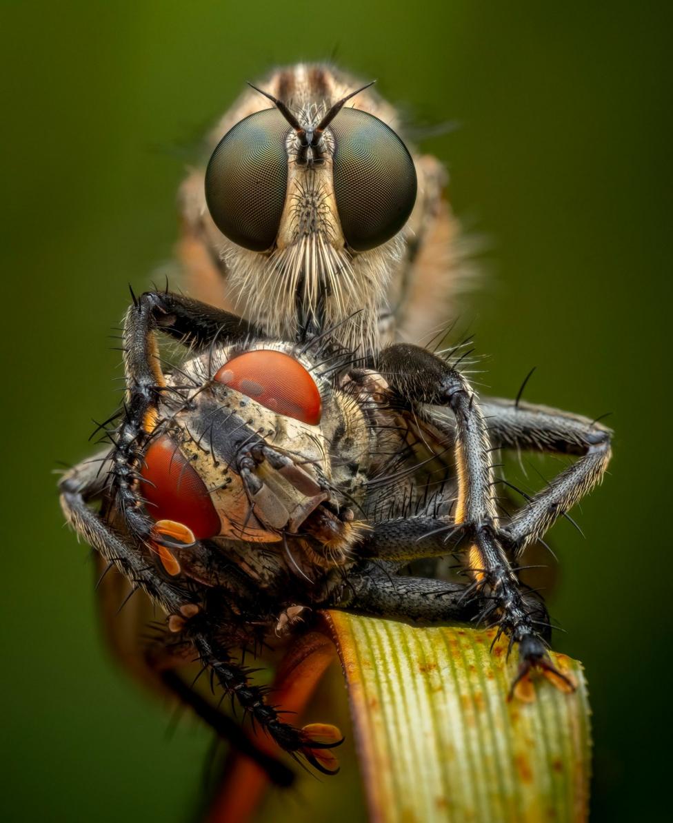 A robber fly grips a flesh fly while feeding on it at very close range. The two insects fill the frame, revealing their eyes, legs and mouthparts in exceptionally fine detail.