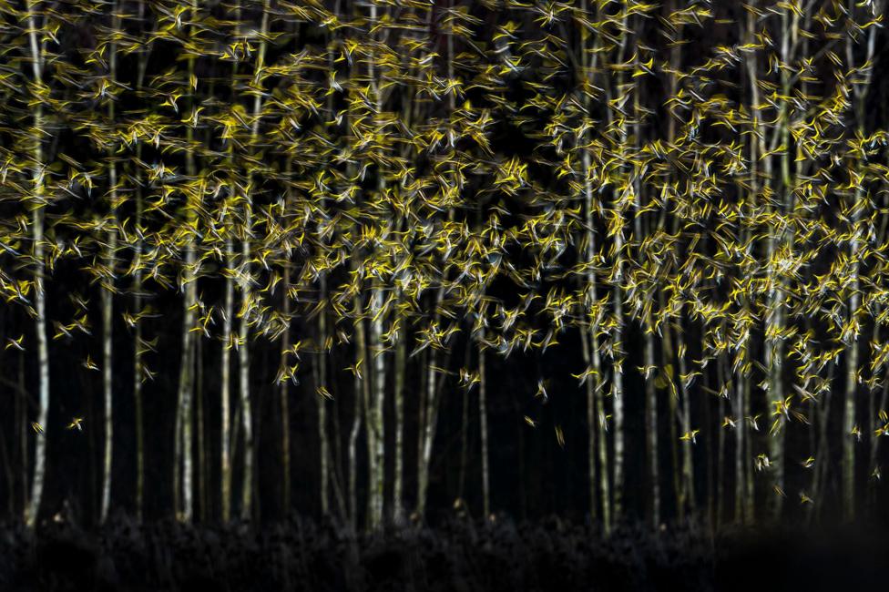 A large flock of small birds appears as blurred golden streaks flying across a dark woodland. Tall, leafless birch trees form a vertical background. The golden birds creates the impression of foliage on the trees.