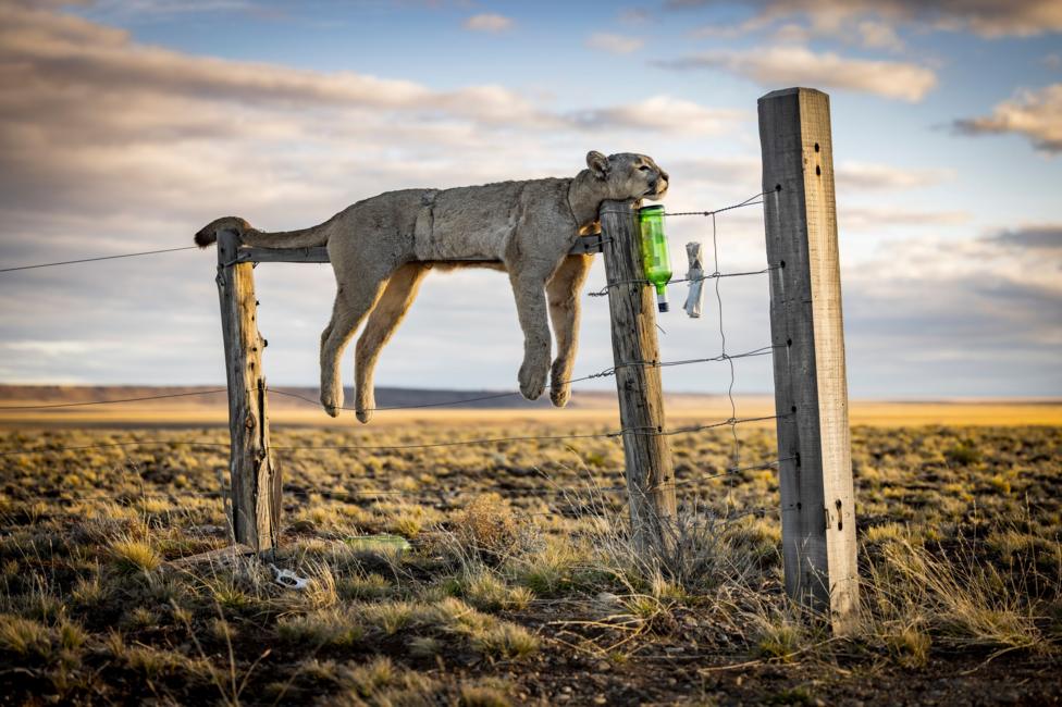 A dead puma is suspended from a wire fence in a wide, windswept landscape in Argentine Patagonia. The animal is displayed as a hunting trophy, with open grassland and a cloudy sky stretching into the distance.