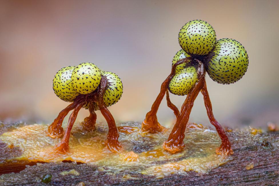 Several tiny yellow-green spherical slime mould fruiting bodies rise from a dark surface on slender stalks. Fine thread-like structures extend from the rounded bodies, creating a delicate, miniature form against a softly blurred background.