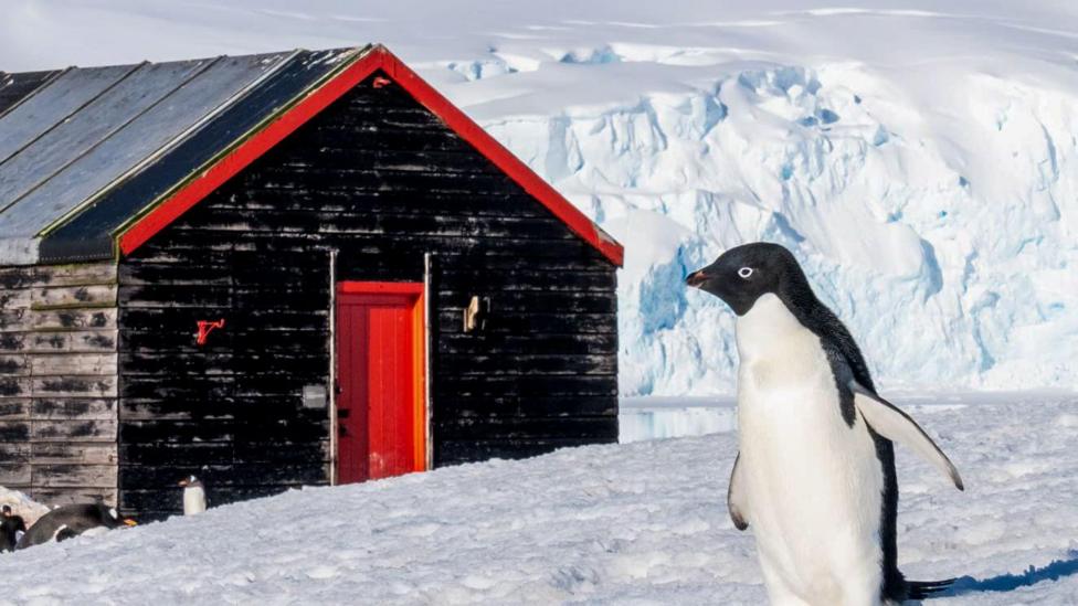 An Adélie penguin stands on snowy ground in front of a small black wooden building with a red door and trim. Snow covers the slanted roof, and behind the structure, vast ice formations and glaciers stretch into the distance at Port Lockroy.