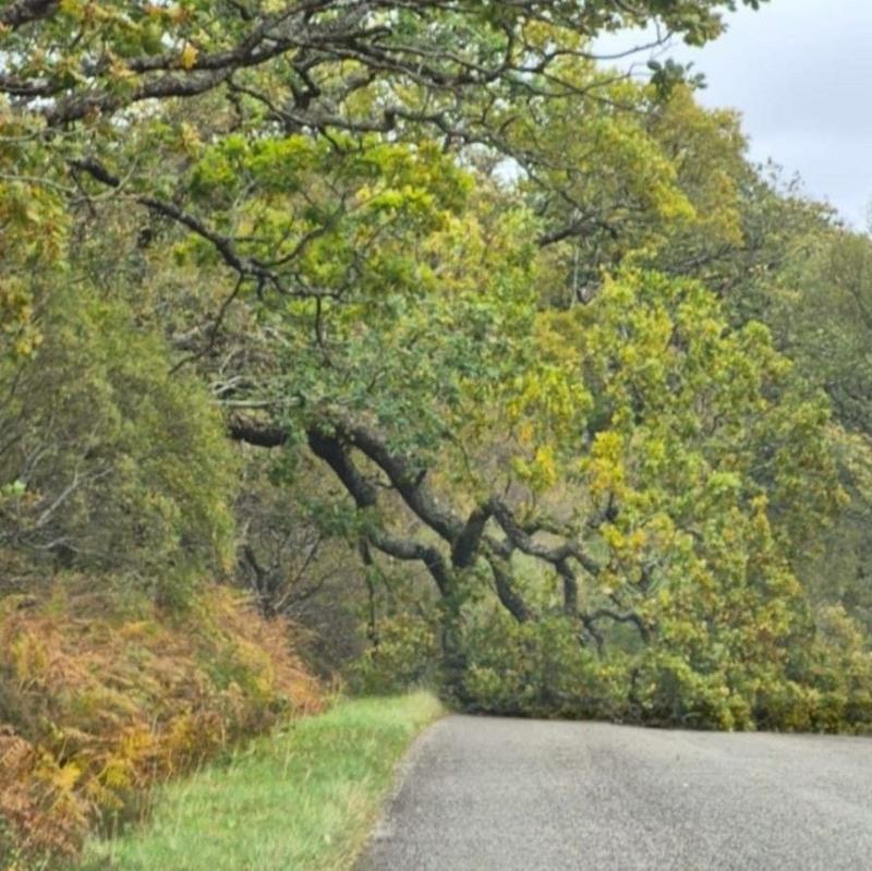 A fallen tree blocks a road