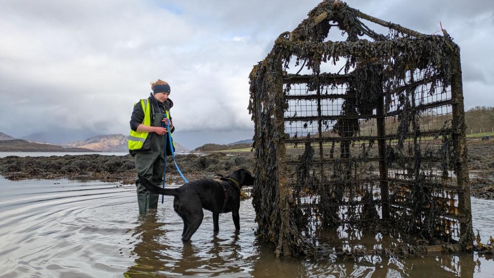 A woman in waterproofs, wellies and a high viz vest stands ankle deep in shallow water with her black labrador on a short blue lead. To the right is a large fishing cage like structure dripping in dark green seaweed.
