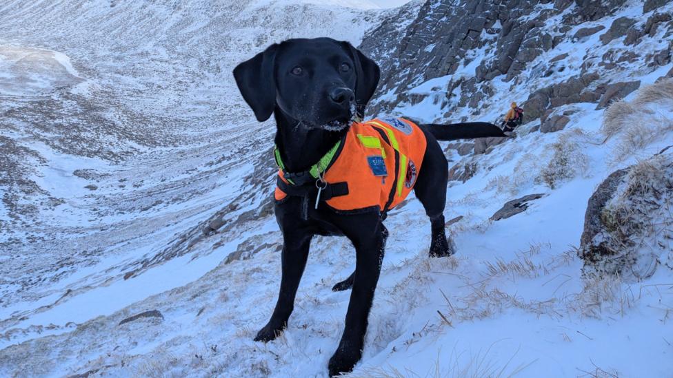 An alert medium sized black labrador, wearing a high viz orange jacket is standing on top of anow covered mountain range and she is looking out into the distance.
