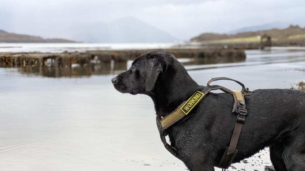 A medium sized black labrador stands on the water's edge staring out to sea. It is low tide and in the background are cages covered in a green and orange slime. Sgiath is wearing a brown halter collar with the words 'working dog'.