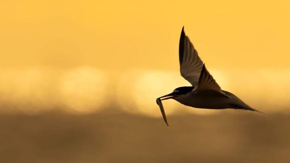 A little tern mid-flight during sunset. The background is golden and out of focus. The bird is flying through the air with its wings outstretched. Its beak is partly open with a small, thin fish in its mouth. It is moving from right to left.