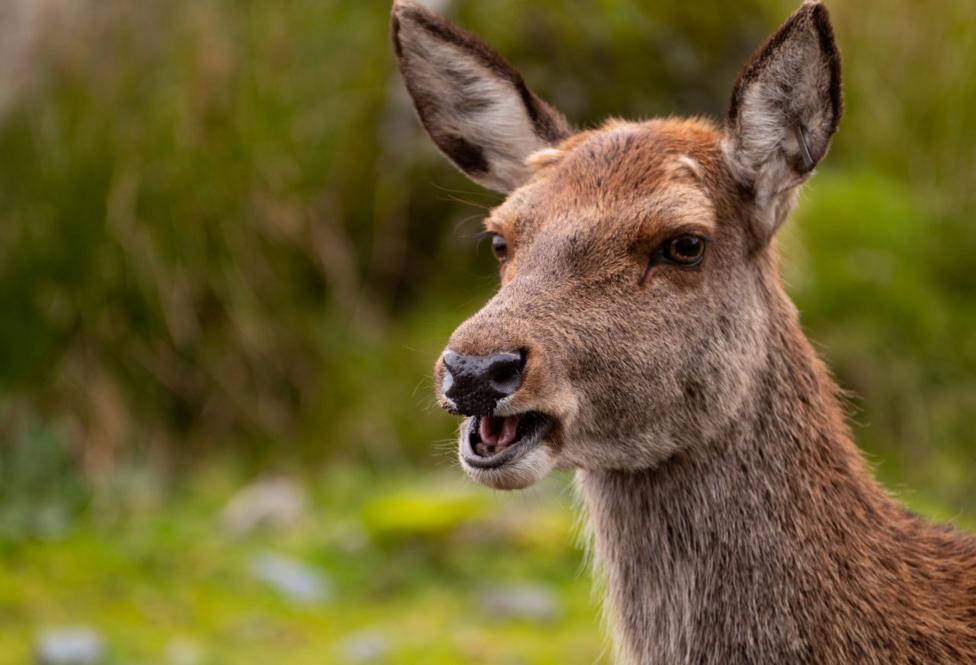 A red deer with its mouth open looks off-camera. There are fields in the background.