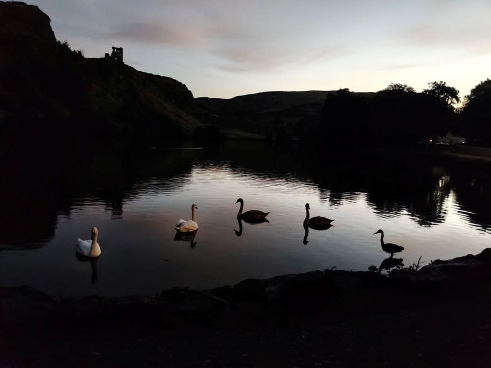 Five swans in a pond at sunset, three of the swans are in silhouette