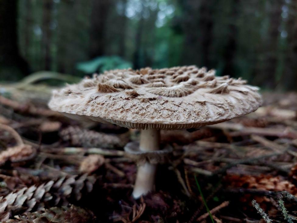 A large flat-topped mushroom in a forest