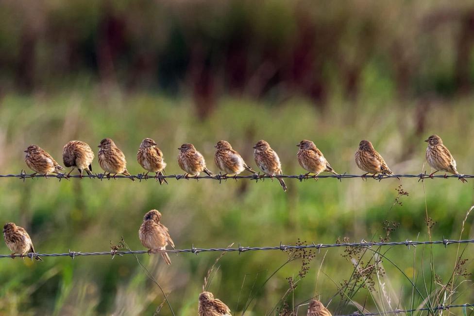 Small light-brown birds sit on a barbed wire fence with countryside in the background