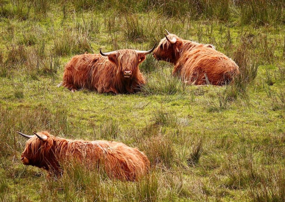 Three Highland cows lying down in a field