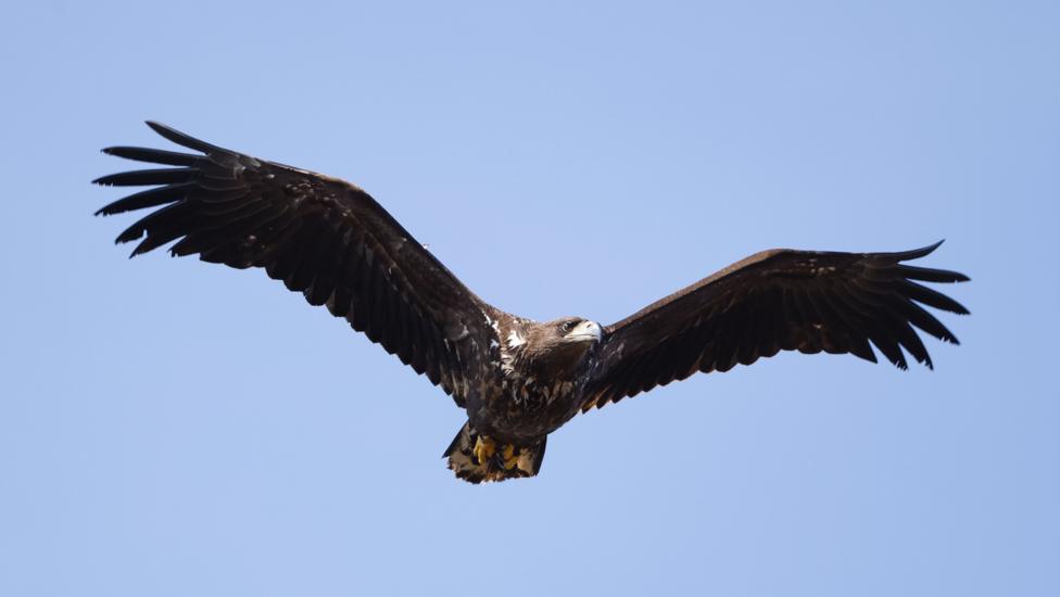 A white-tailed eagle in flight