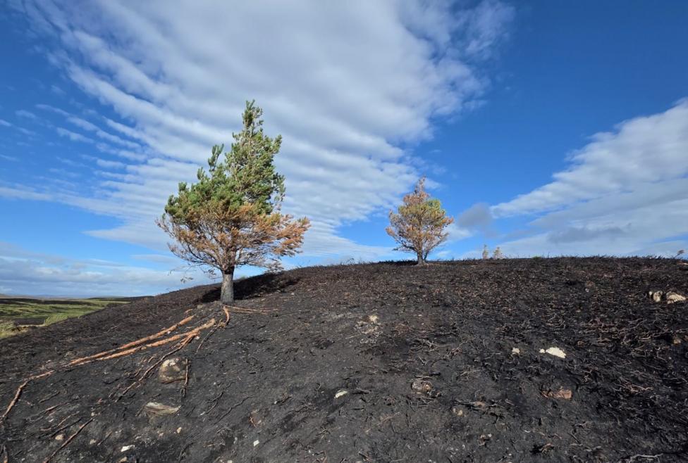 Two small trees on a large area of scorched earth caused by wildfires