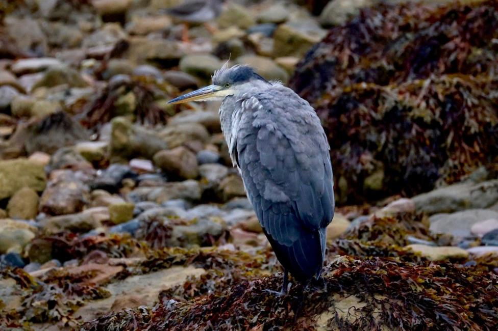 A grey heron sitting on rocks on a beach