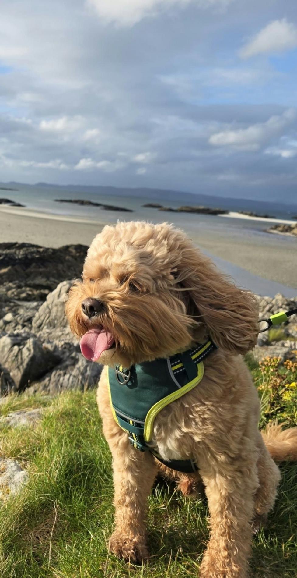 A windswept cavapoo sits on grass at a beach
