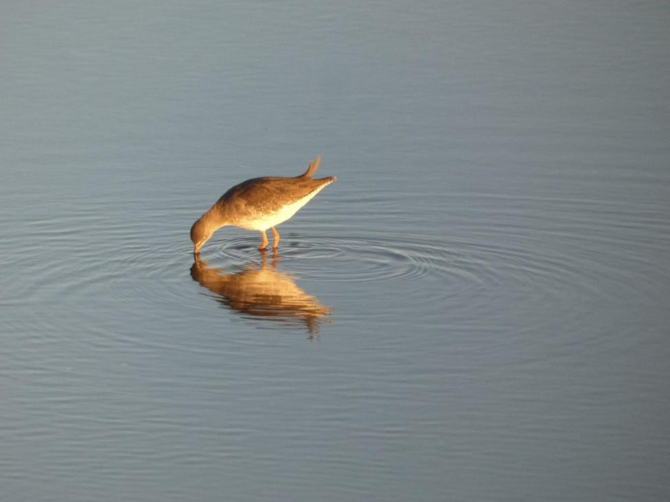 A red bird reflected in the lake it is standing in