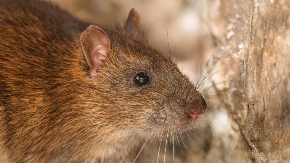 Close-up of a brown rat with a pink nose, long whiskers and glossy black eyes.