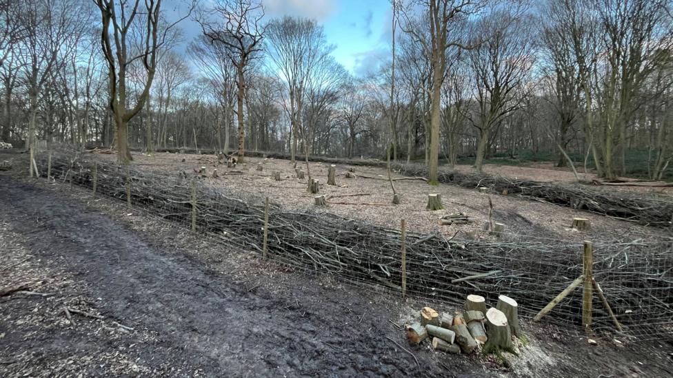 A large wood, with a big coppice area, of cut down tree. There is a fence around the wood and several tree stumps. The trees do not have leaves on.