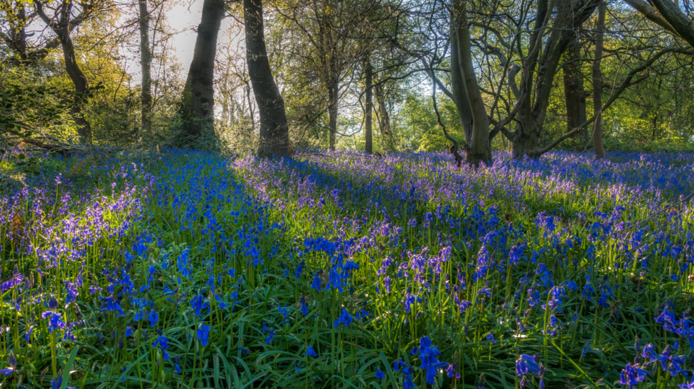 A large wood with bluebells in it. There are a number of trees behind the bluebells. Rays of light are coming through.