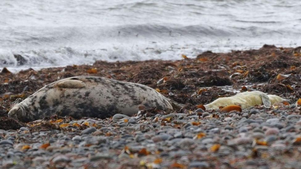 An adult grey seal and a grey seal pup lie on the sand at a beach on South Walney Nature Reserve near Barrow, Cumbria. The adult seal is grey in colour and the seal pup is much smaller, white in colour and covered in fluffy fur.