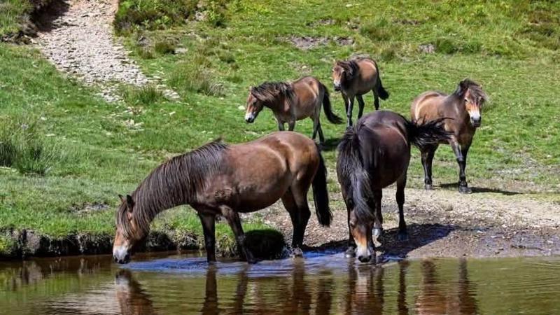 Tippbarlake herd at Lancombe Crossing, Brendon Common. Two ponies in front are drinking water from the stream. There are three ponies behind them on the grass.